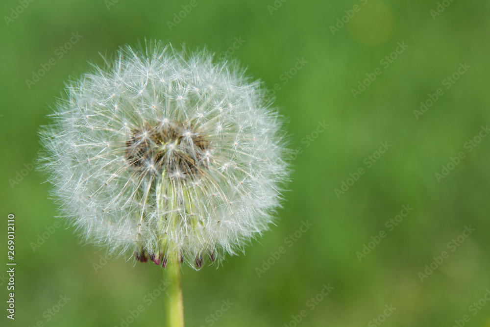 Fototapeta premium White fluffy dandelion on a background of green grass in the afternoon in summer. Beautiful White fluffy dandelion on a background of green grass