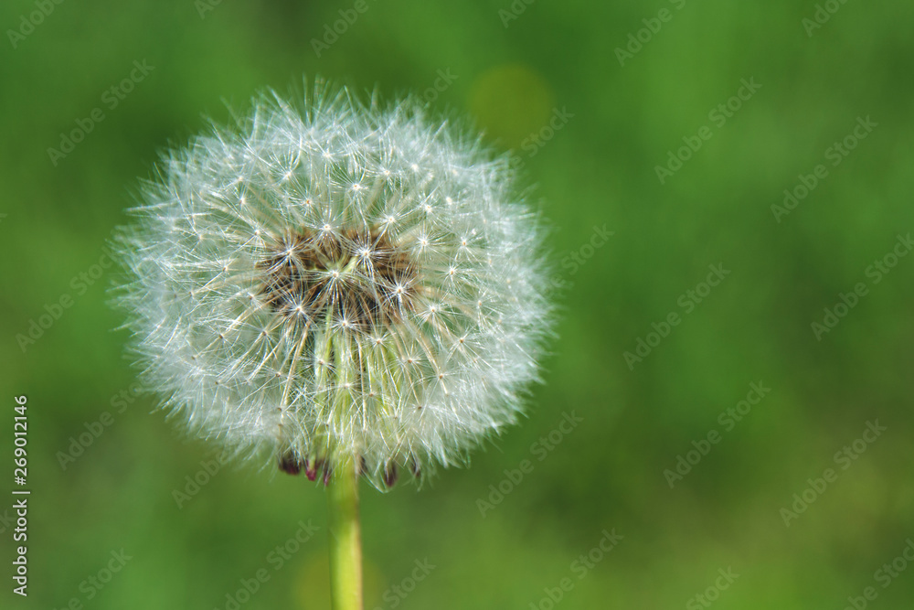 White fluffy dandelion on a background of green grass in the afternoon in summer. Beautiful White fluffy dandelion on a background of green grass White fluffy dandelion on a background of green grass in the afternoon in summer. Beautiful White fluffy dandelion on a background of green grass