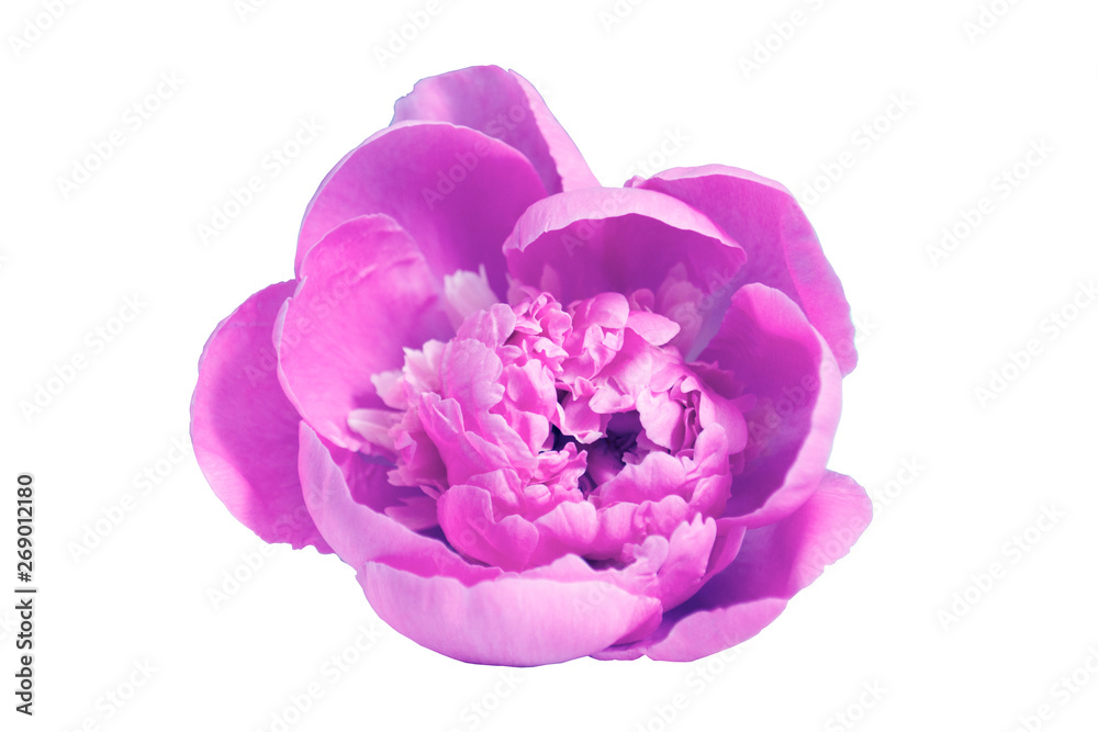 pink peony flower close up macro on white background pink peony flower close up macro on white background
