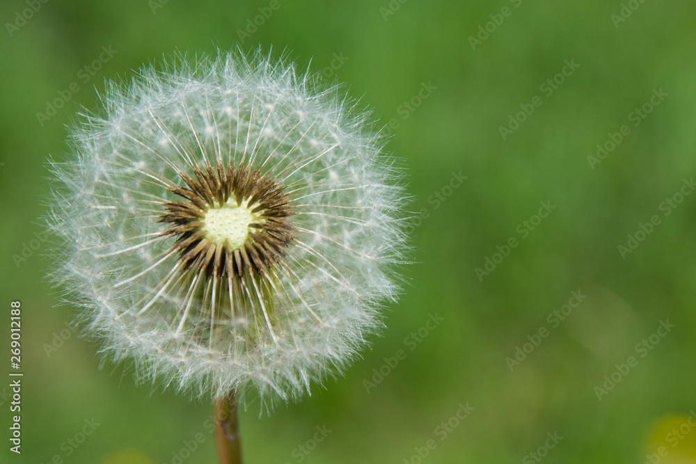 White fluffy dandelion on a background of green grass in the afternoon in summer. Beautiful White fluffy dandelion on a background of green grass White fluffy dandelion on a background of green grass in the afternoon in summer. Beautiful White fluffy dandelion on a background of green grass