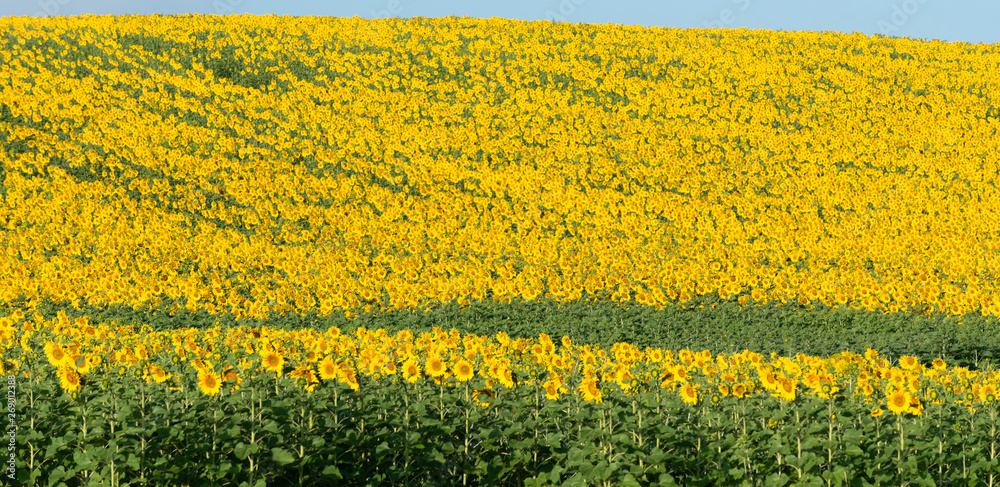 Obraz premium In a hot summer day near the town of Mòron de la Frontera in the autonomous community of Andalusia in Spain are making this hill yellow and green