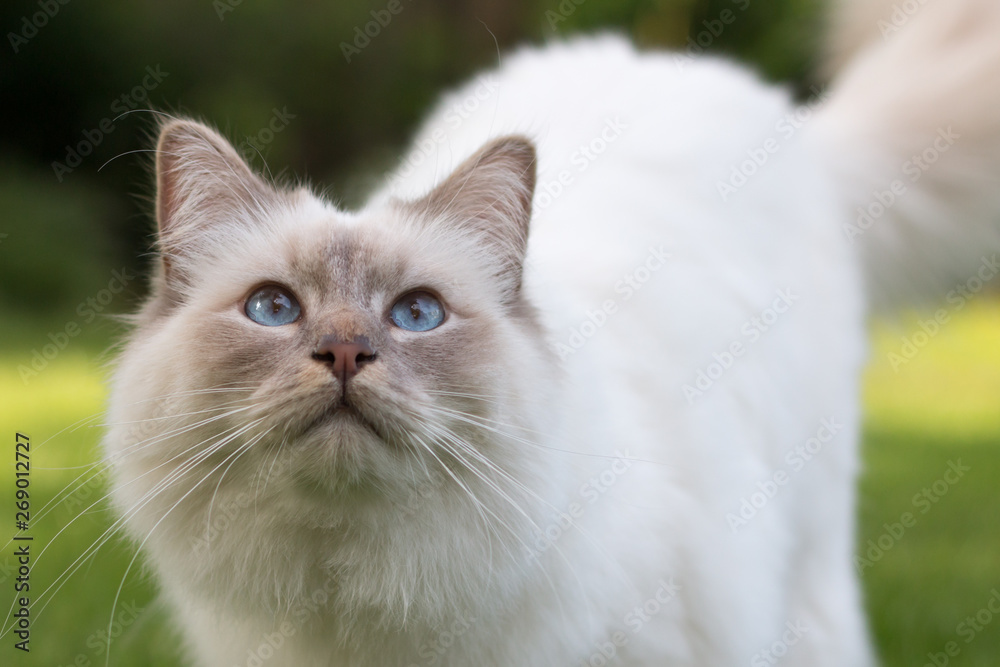 cat in the grass