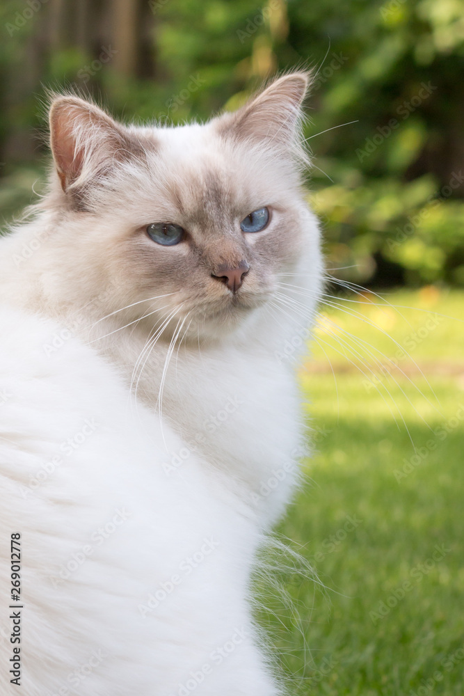 portrait of a sacred cat of Birman