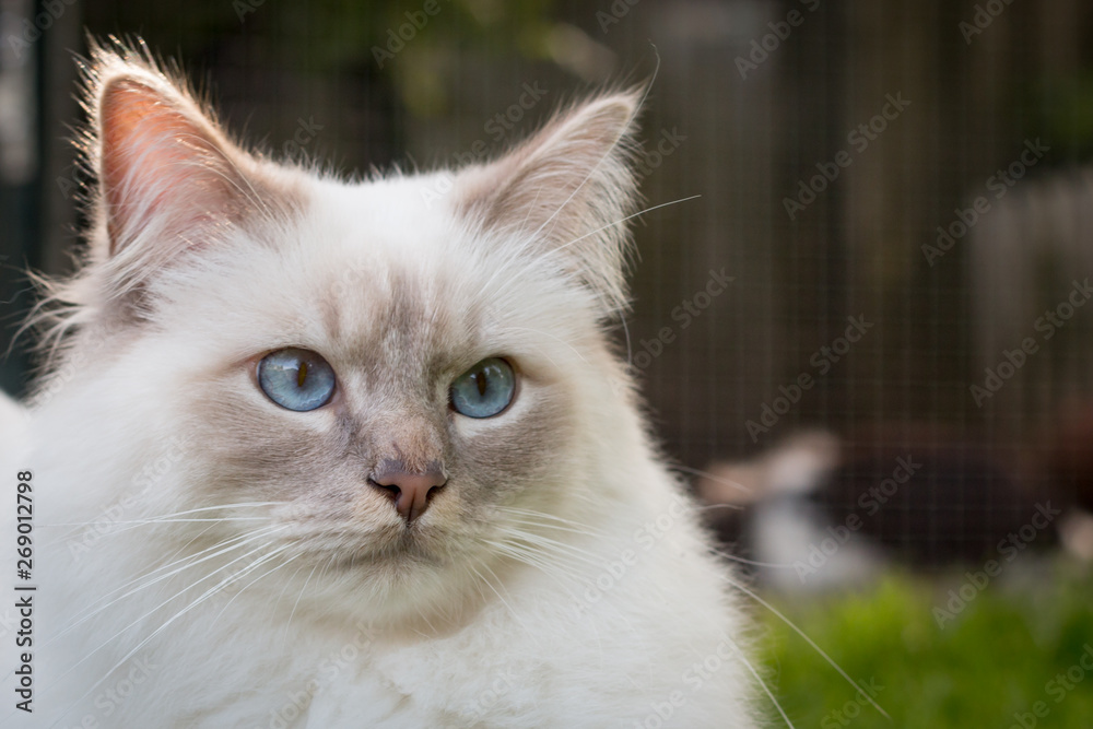 Obraz premium portrait of a Birman cat