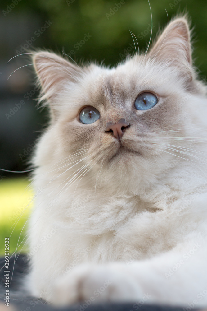 close up of a Birman cat