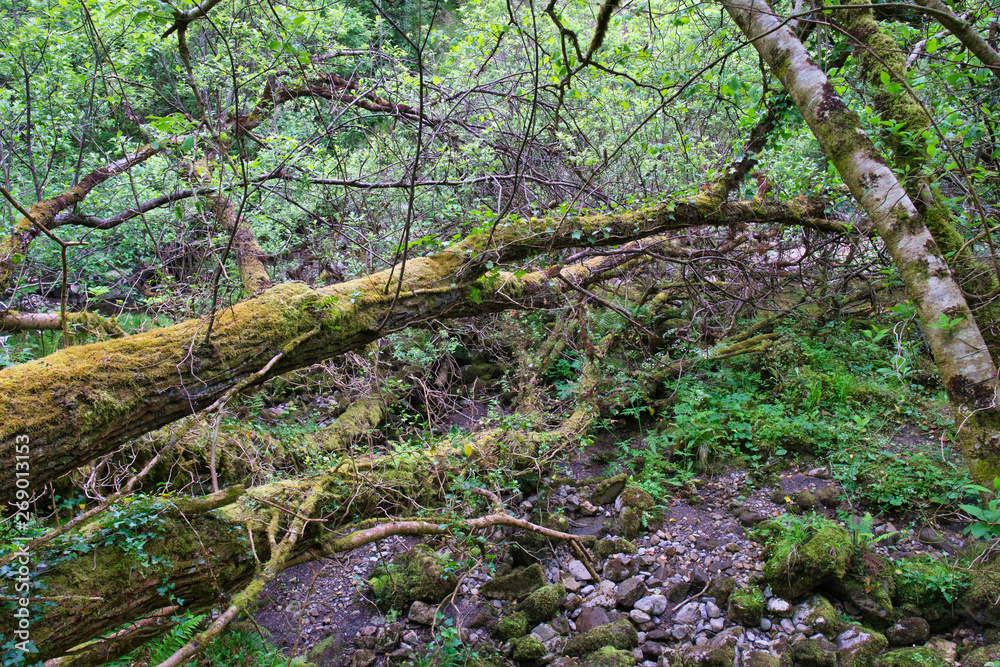 Fototapeta premium MARBLE ARCH NATIONAL NATURE RESERVE ,CLADAGH GLEN,IRELAND