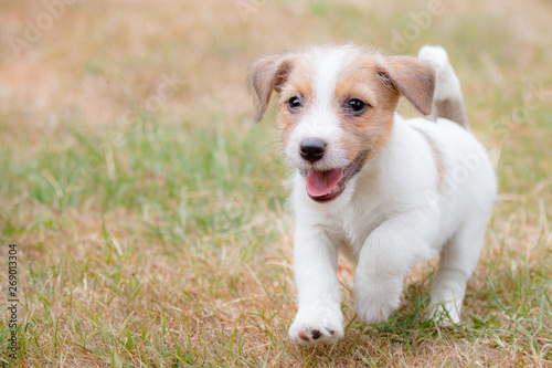 Wirehaired Jack Russell Terrier puppy portrait