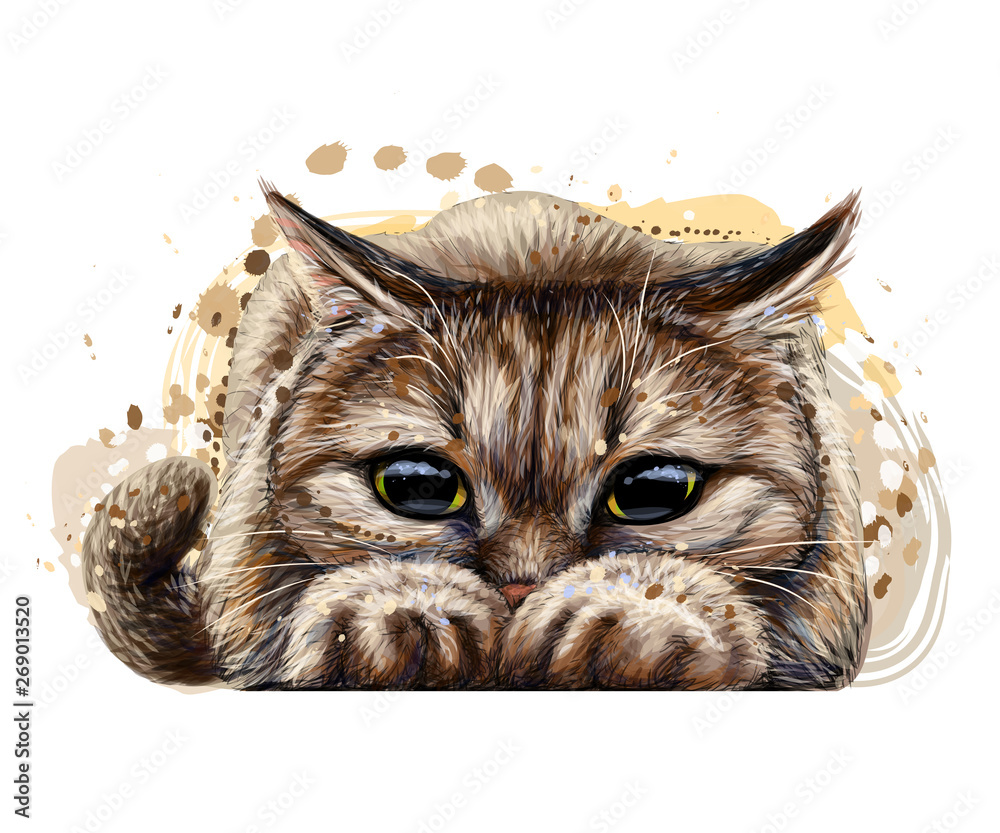Wall sticker. Graphic, color, artistic drawing of a cute cat ...