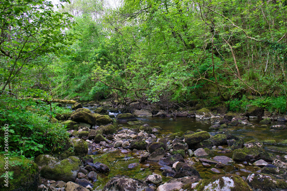 MARBLE ARCH NATIONAL NATURE RESERVE ,CLADAGH GLEN,IRELAND MARBLE ARCH NATIONAL NATURE RESERVE ,CLADAGH GLEN,IRELAND