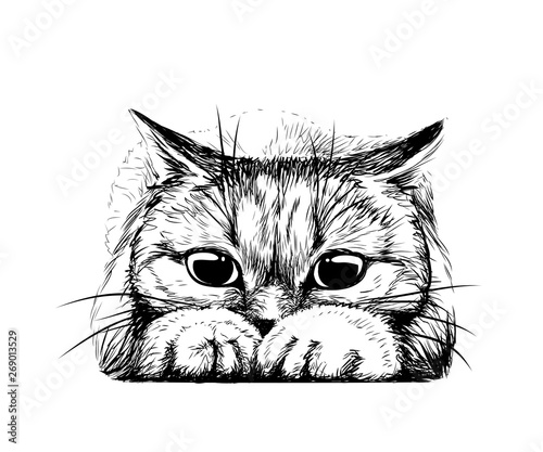 Wall sticker. Graphic, hand-drawn sketch of a cute cat preparing to jump.