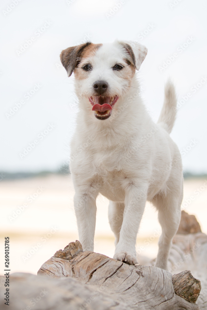 white Jack Russell on the beach white Jack Russell on the beach