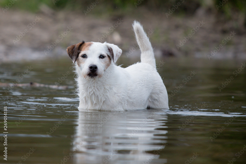 Obraz premium dog in the water