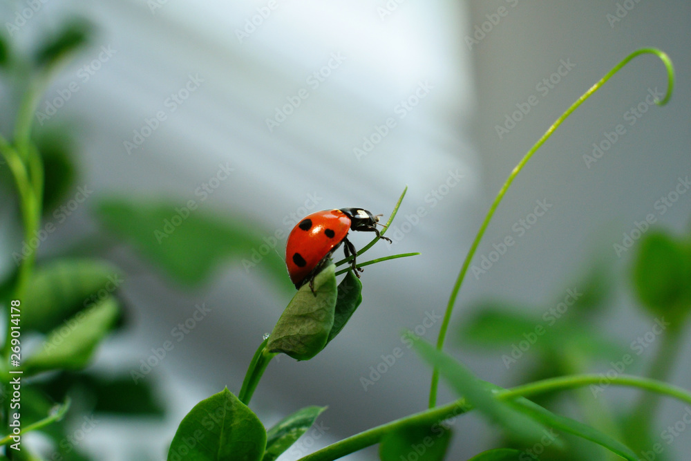 Fototapeta premium Ladybird in drops of dew.Selective focus