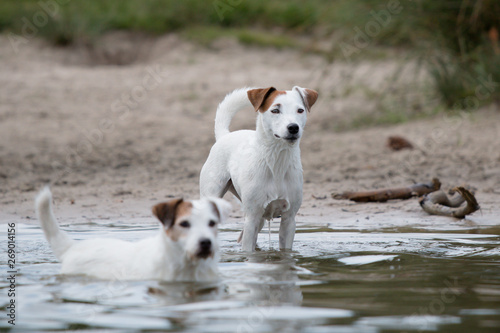 jack russell terriers running in water © Charlotte