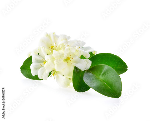 Jasmine flowers isolated on white background