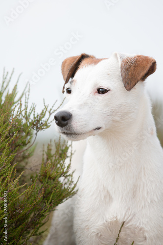 white Jack Russell dog portrait