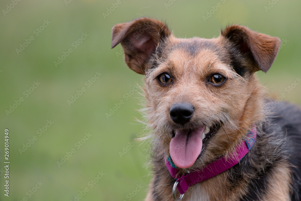 portrait of a small terrier dog portrait of a small terrier dog
