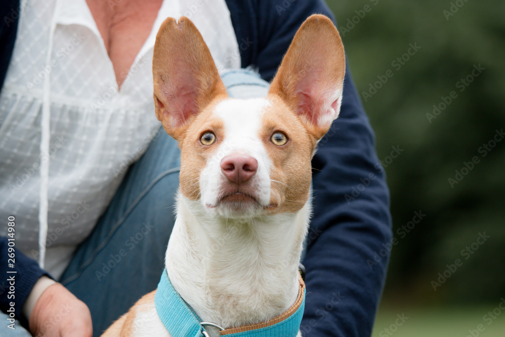Woman with Spanish Podenco