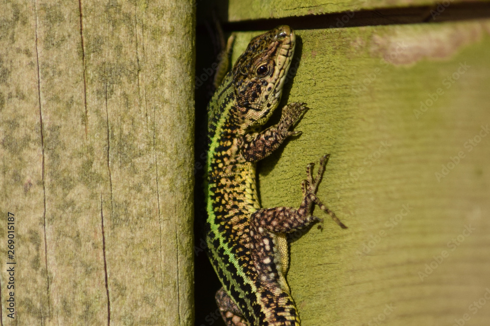 Naklejka premium Lagartija (Lacerta) saliendo de una grieta en la madera para buscar el sol.