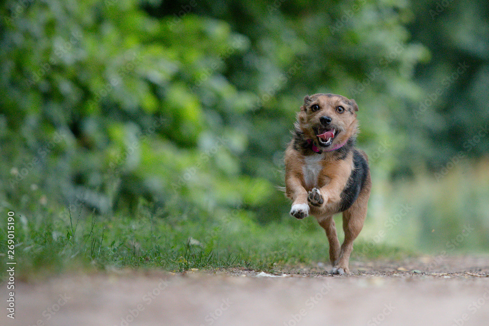 Naklejka premium Terrier running in the park