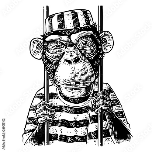 Arrested Monkey dressed prisoner's robe. Born to be free handwriting lettering.