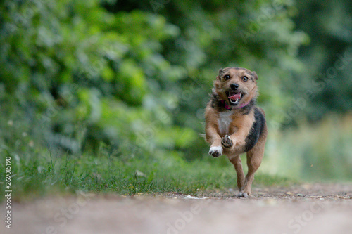Terrier running in the park
