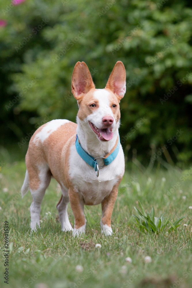 Small rescue dog portrait Small rescue dog portrait