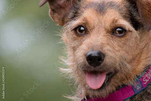 Close up of a small Terrier