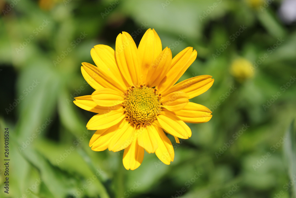 Yellow heliopsis flower on a background of green leaves Yellow heliopsis flower on a background of green leaves