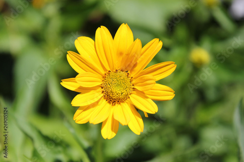 Yellow heliopsis flower on a background of green leaves