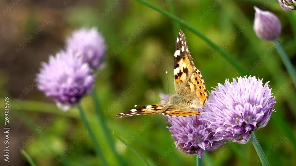 Urticaria butterfly takes nectar with proboscis of honey flowers of lettuce onion. Aglais urticae, Nymphalis urticae diurnal butterfly from family Nymphalidae, species of genus Aglais. insects garden Urticaria butterfly takes nectar with proboscis of honey flowers of lettuce onion. Aglais urticae, Nymphalis urticae diurnal butterfly from family Nymphalidae, species of genus Aglais. insects garden