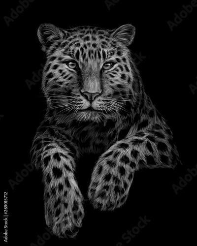 Black and white, graphic, artistic portrait of a leopard on a black background. photo