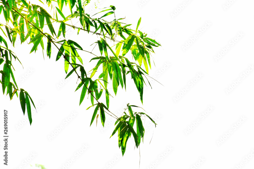 Fototapeta premium Green bamboo tree on white background