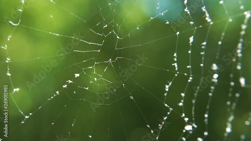 Cobwebs in the forest with dew drops.