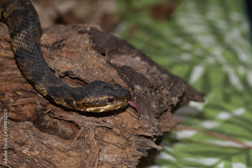 Naklejka premium Eastern Cottonmouth (Water Moccasin) in North Carolina