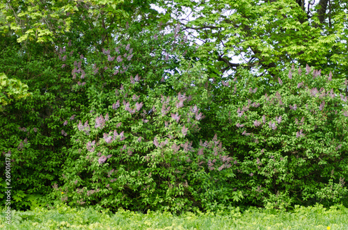 Fototapeta Naklejka Na Ścianę i Meble -  blooming lilac closeup, bright flower