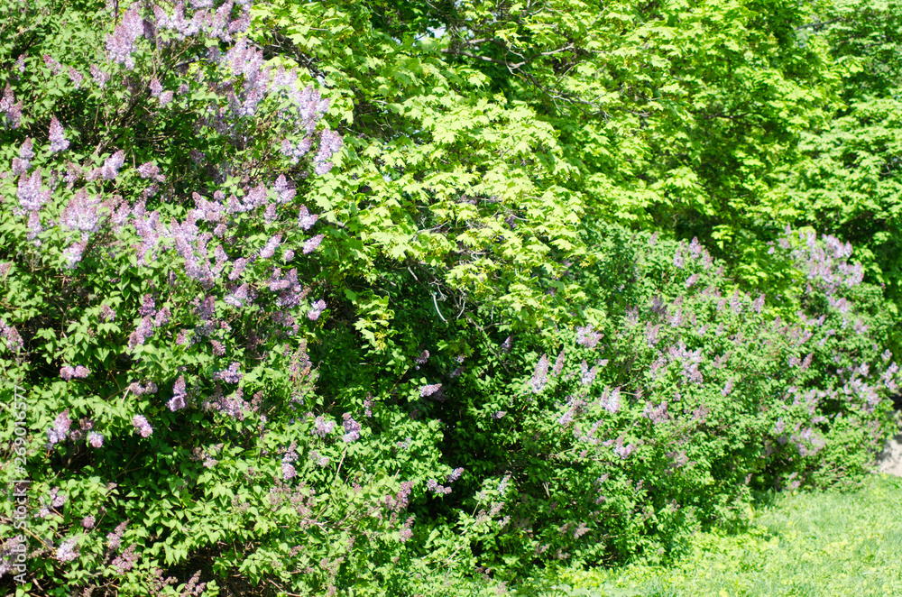blooming lilac closeup, bright flower blooming lilac closeup, bright flower