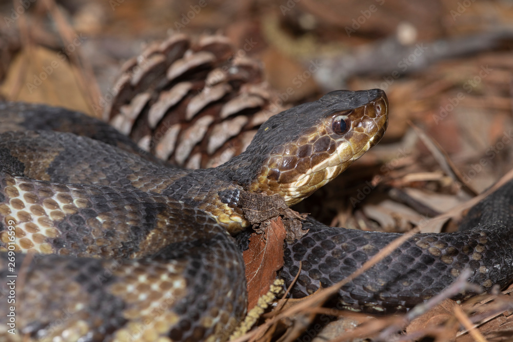 Eastern Cottonmouth (Water Moccasin) in North Carolina Eastern Cottonmouth (Water Moccasin) in North Carolina