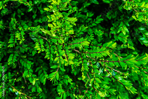 Close up of green bush in early spring time, background image