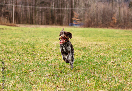 Impressive bohemian wire dog runs around meadow back and forth a very enjoy it. Brown and white fur adorn czech pointer more attractive than other breed. Big ears. Jumping dog. Energy of animal