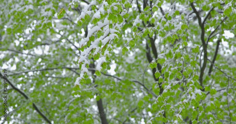 The sudden return of winter - snowy trees on a spring day - sequence - ProRes The sudden return of winter - snowy trees on a spring day - sequence - ProRes