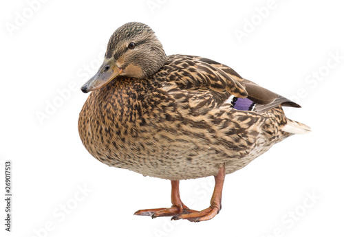 brown duck on white
