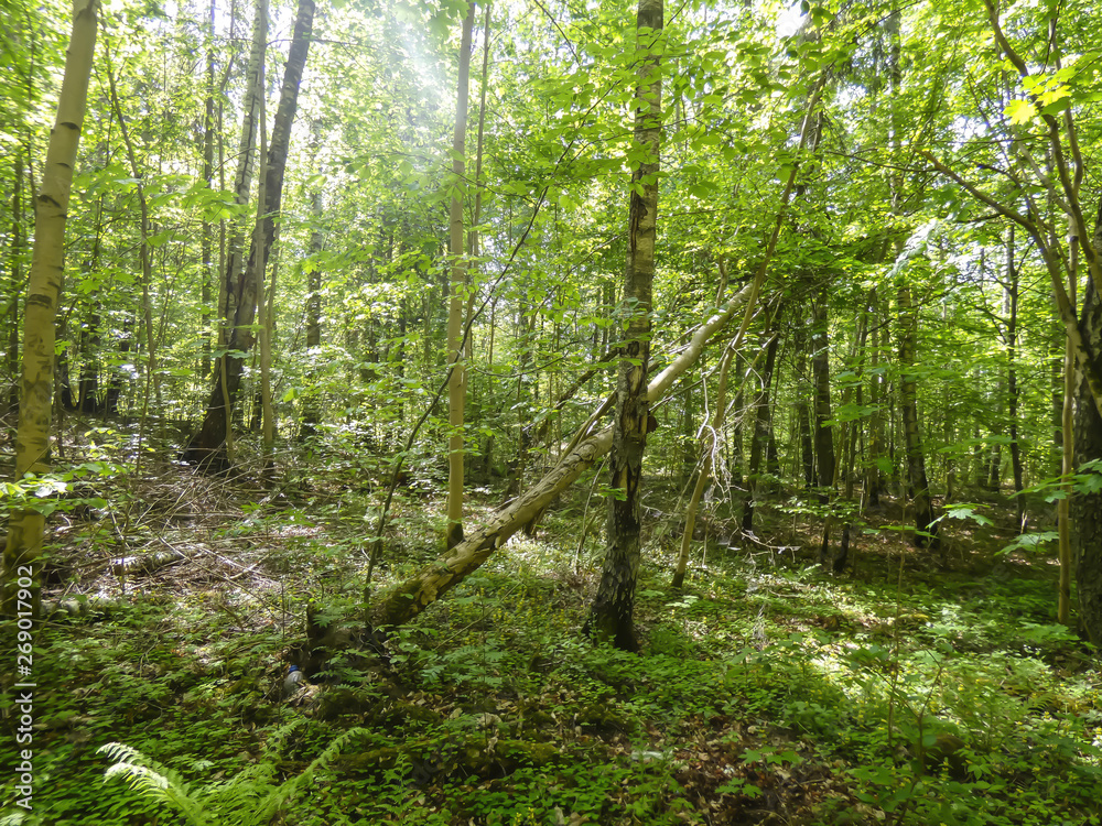 Fototapeta premium Quiet forest on sunny day , Latvia