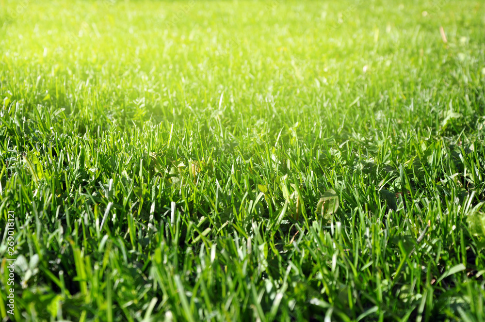 Spring green grass in spring. preparation for designers Spring green grass in spring. preparation for designers