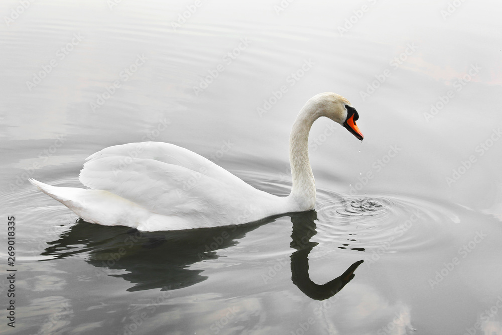 Fototapeta premium Swan. Beautiful swan on the water. Beautiful bird