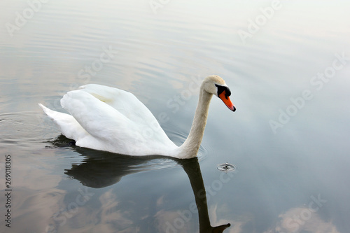 Fototapeta Naklejka Na Ścianę i Meble -  Swan. Beautiful swan on the water. Beautiful bird