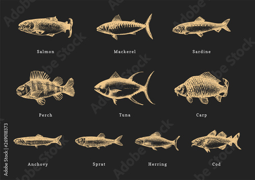 Illustration of fishes on black background. Drawn seafood set in engraving style. Sketches collection in vector.