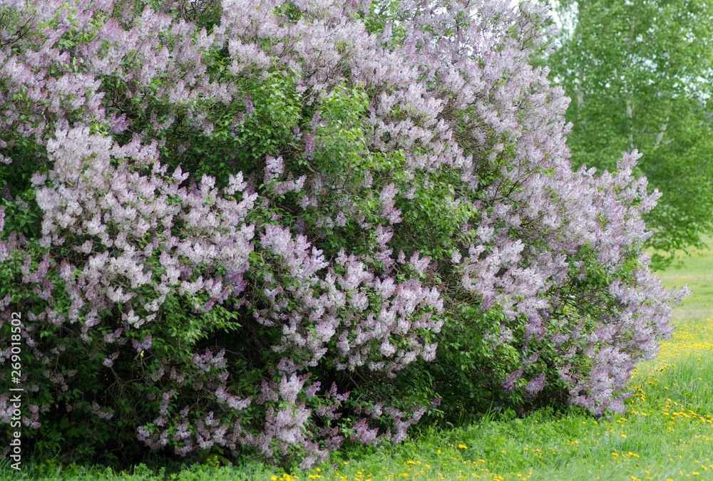 blooming lilac closeup, bright flower