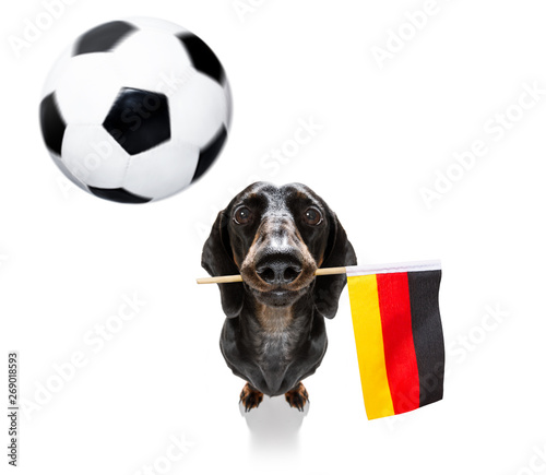 soccer football dog © Javier brosch