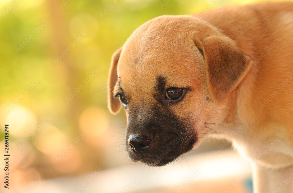 Cute puppy brown 